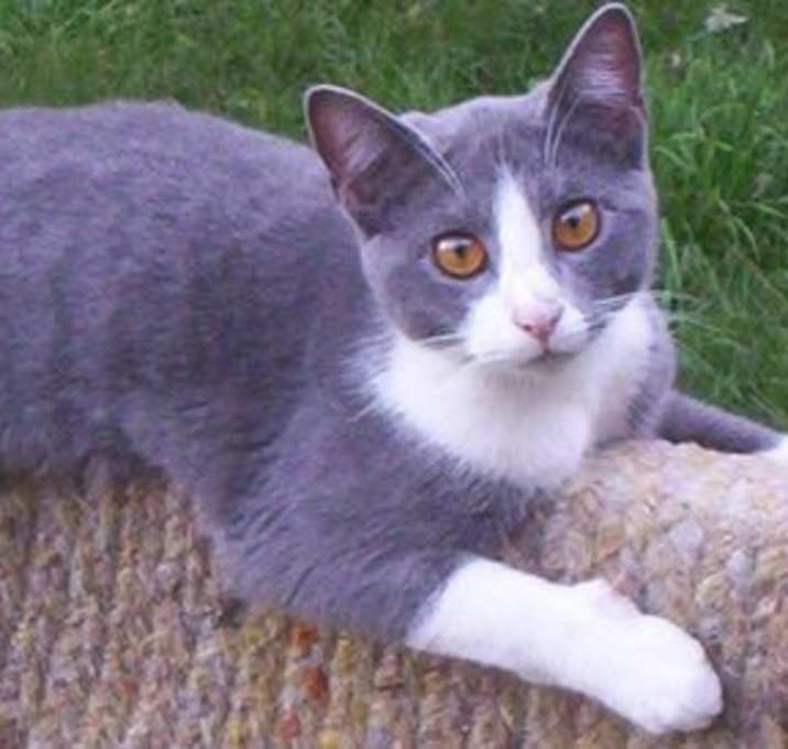 Photo of Maggie (sweet)
