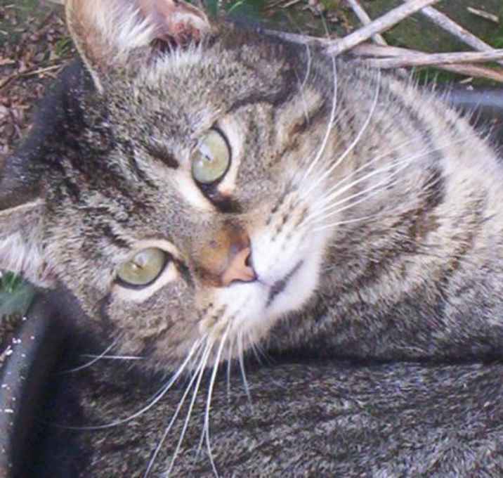 Photo of Abraham (love bug)