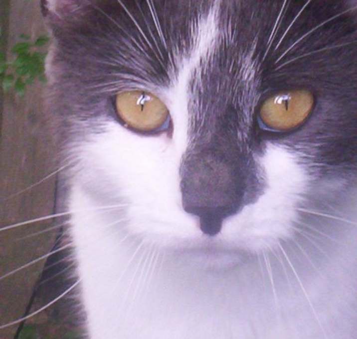 Photo of Smokey (lover boy)