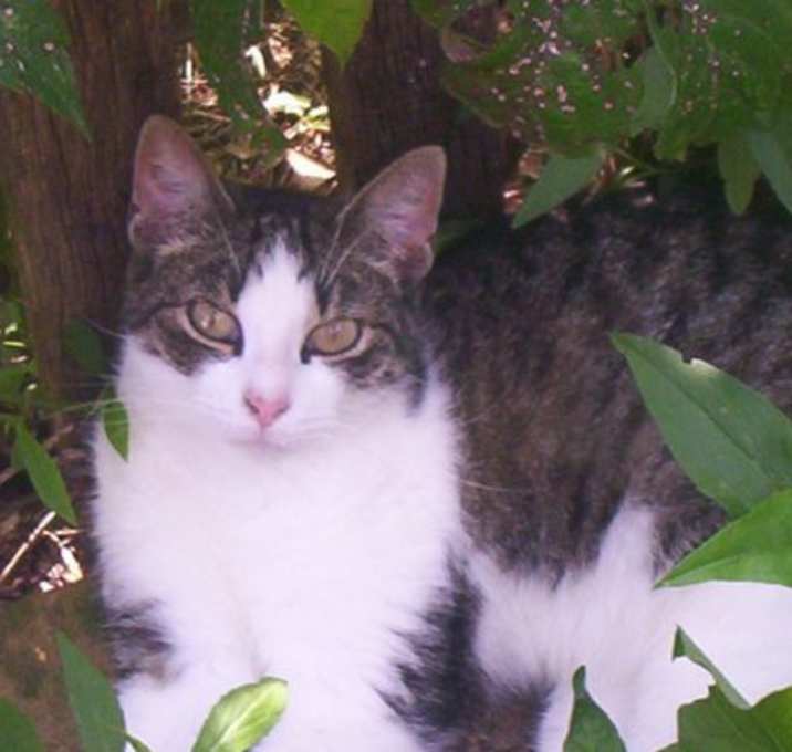 Photo of Sadie (very sweet)