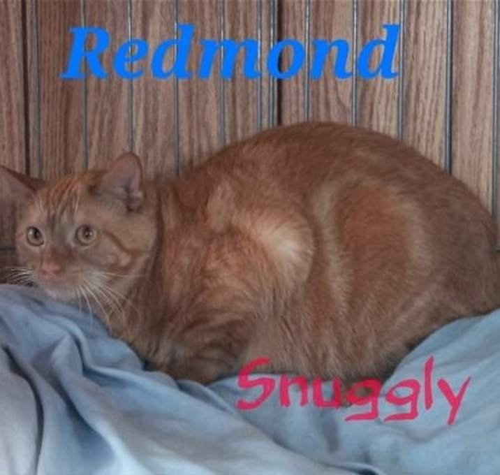 Photo of Redmond