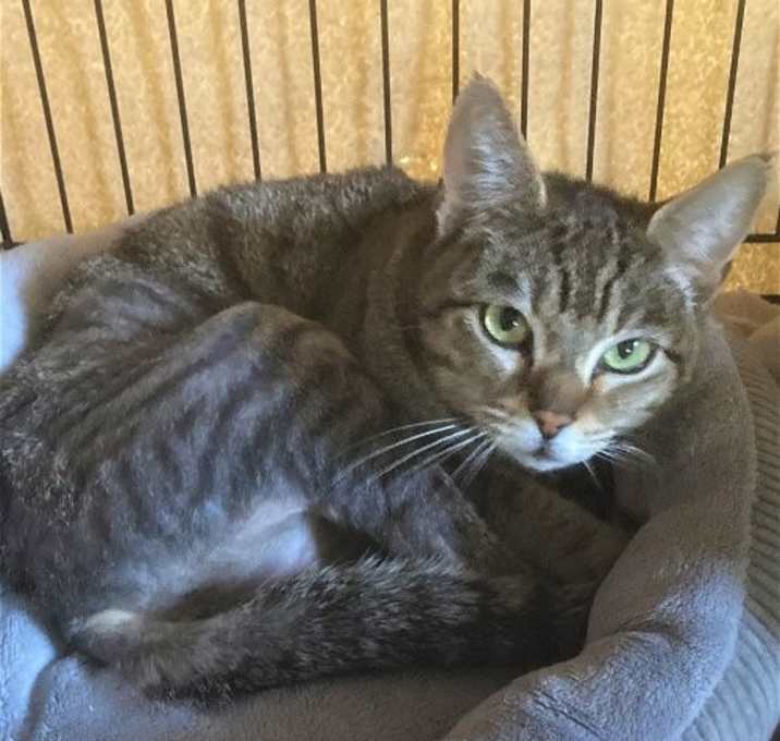 Photo of Violet