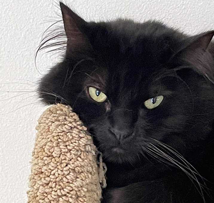 Photo of Binx