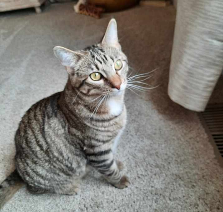 Photo of Sparrow