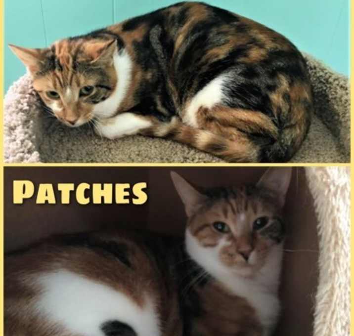 Photo of Patches