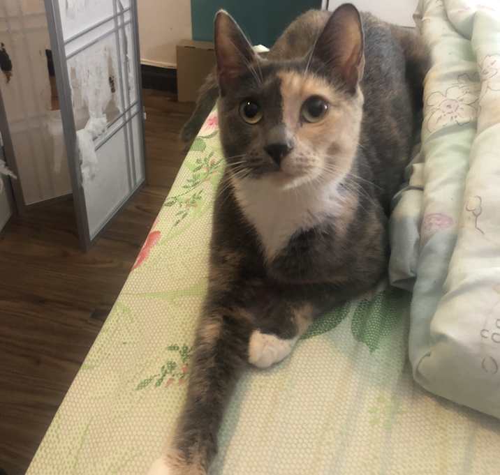 Photo of Bella