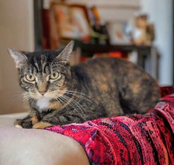 Photo of Areo