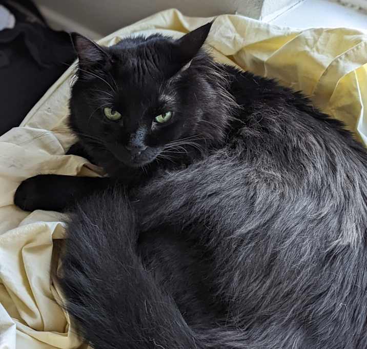 Photo of Noctis