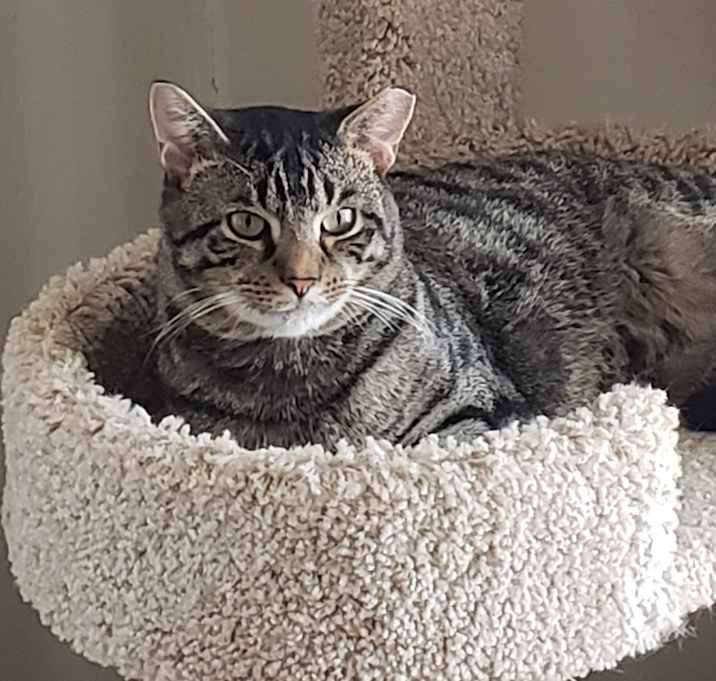 Photo of Tigger