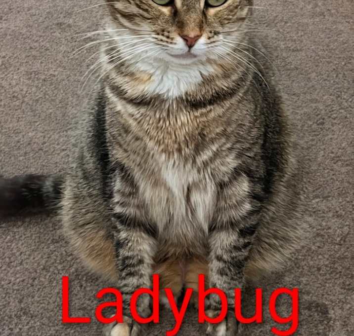Photo of Ladybug