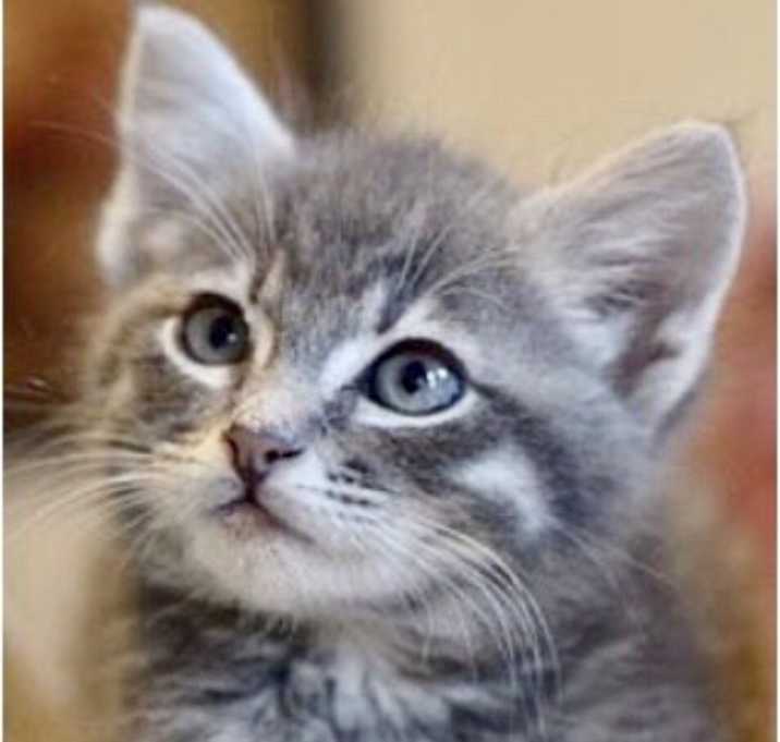 Photo of Blue