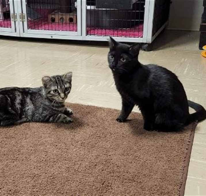 Photo of Jemima and Jellyorum Bonded sisters Special Needs