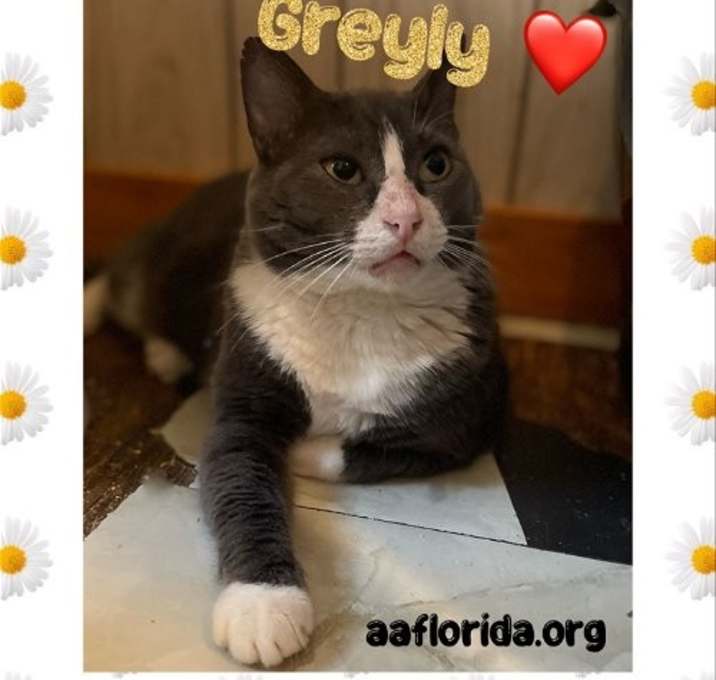 Photo of Greyly