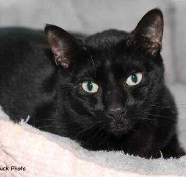 Photo of Bentley