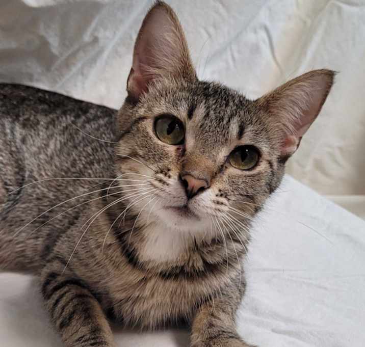Photo of Macadamia