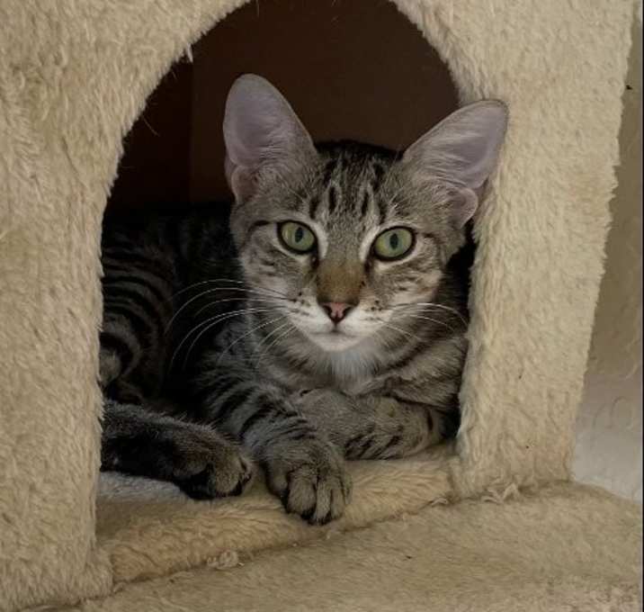 Photo of Brodie