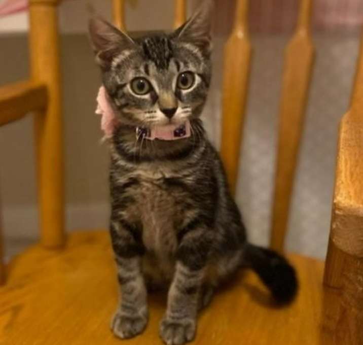 Photo of Cats/Kittens
