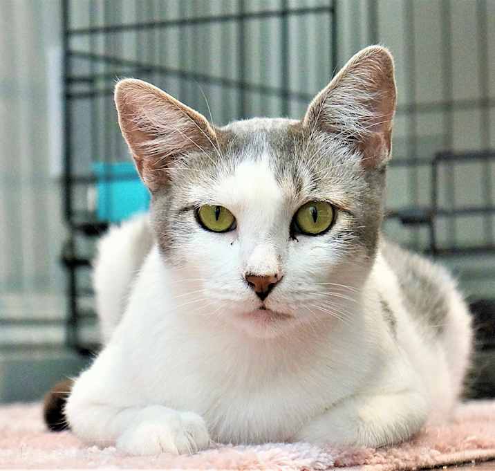 Photo of Le Tigre