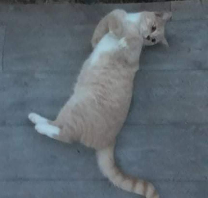 Photo of Dusty