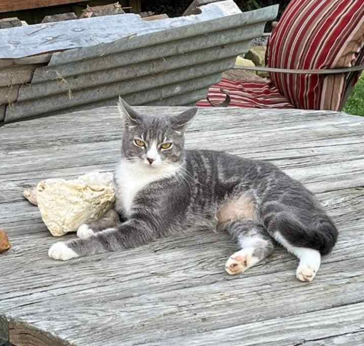 Photo of Violet