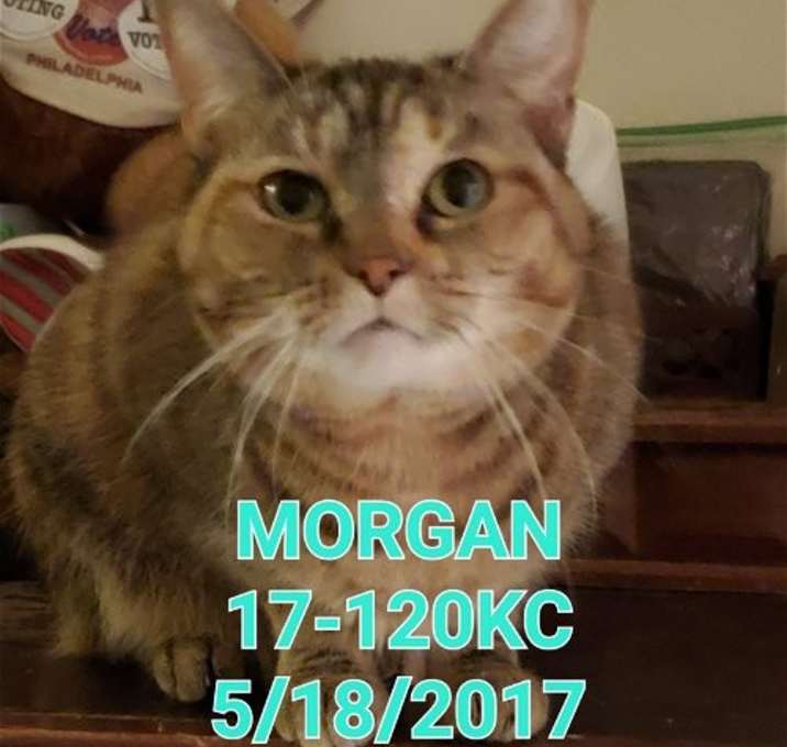 Photo of Morgan