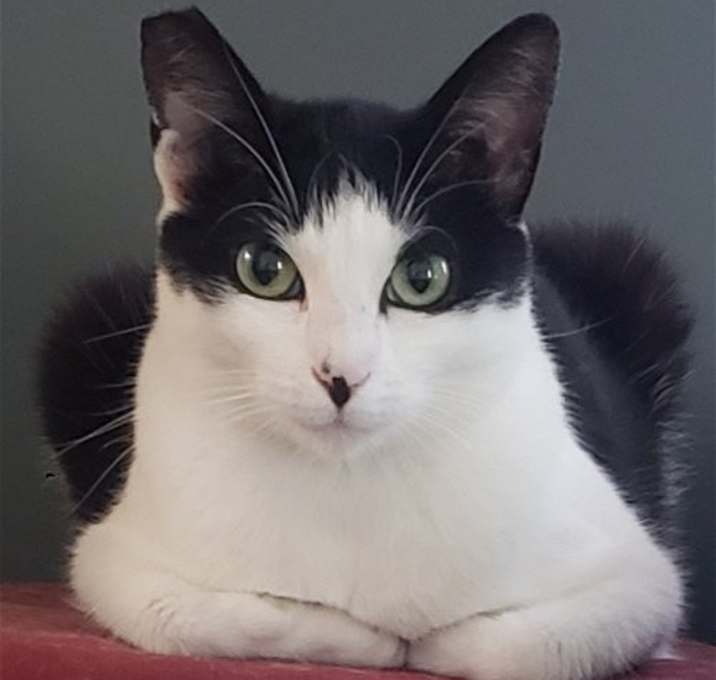 Photo of Ava (Courtesy Post)