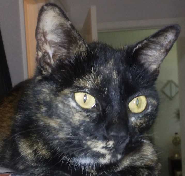 Photo of Rosie - sweet and laid back!