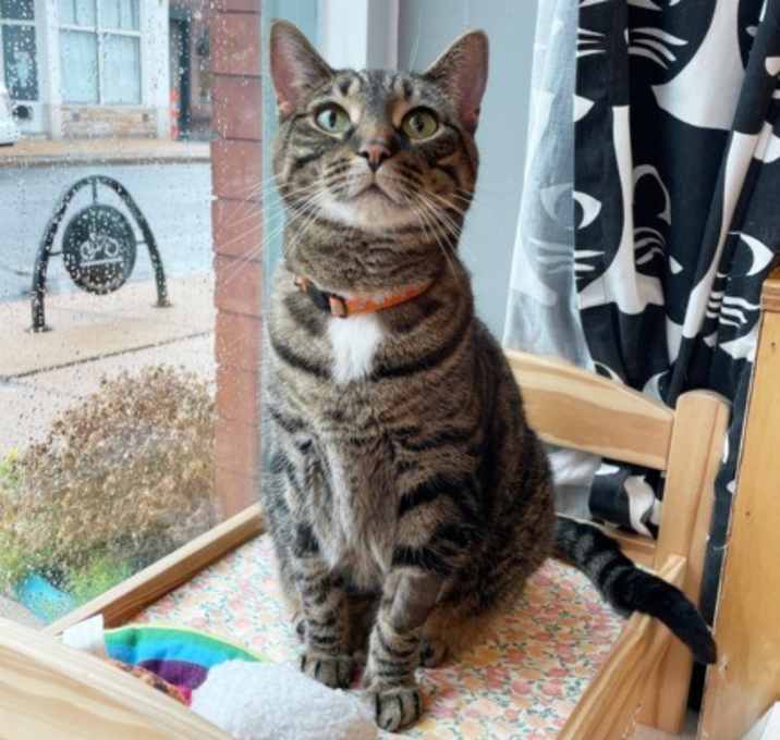 Photo of Juniper
