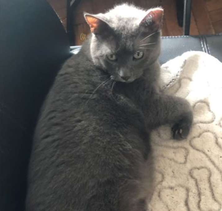 Photo of Molloy *MUST BE ADOPTED WITH M