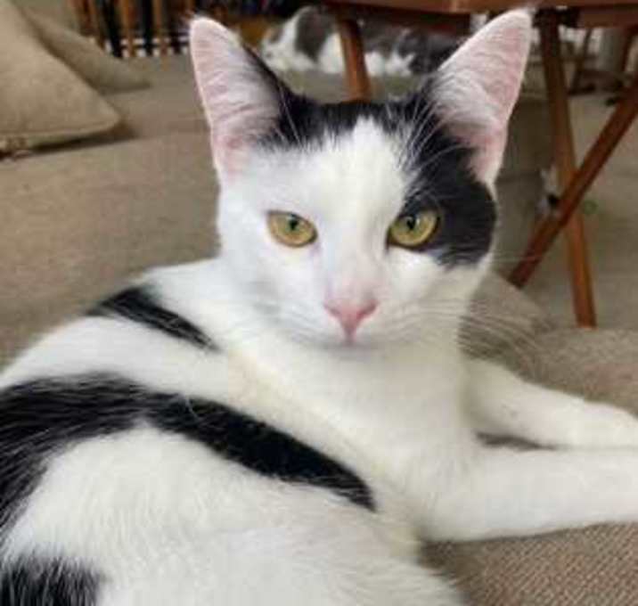 Photo of Gunther (Bonded with Joey) (My