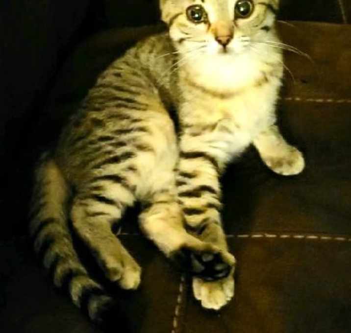 Photo of Opal