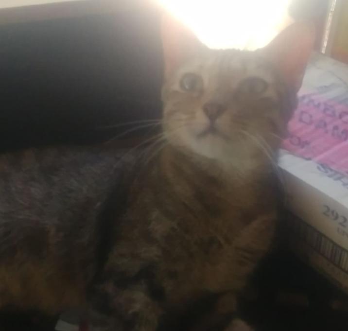 Photo of Darcy