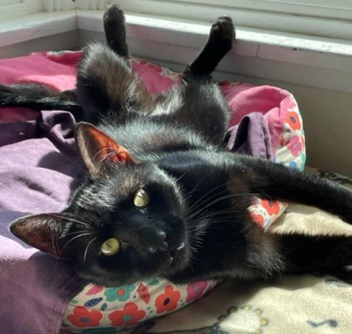 Photo of Inky