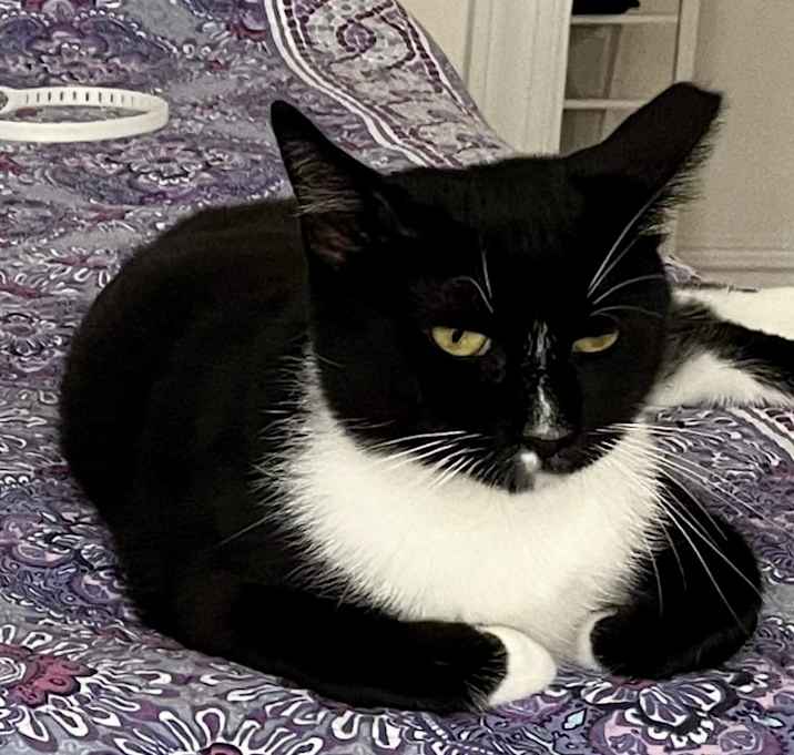 Photo of Pepper