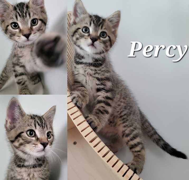 Photo of Percy