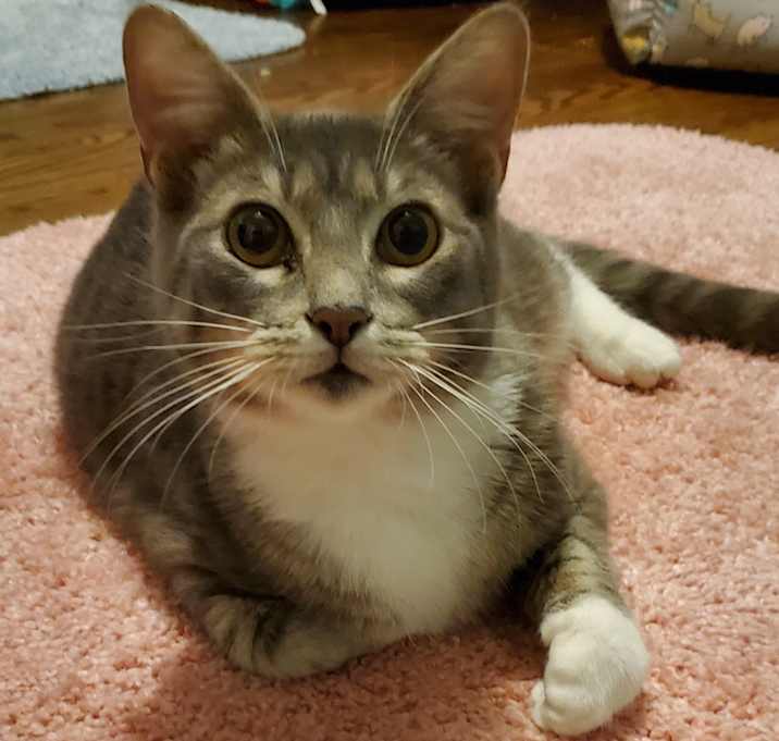 Photo of Siri