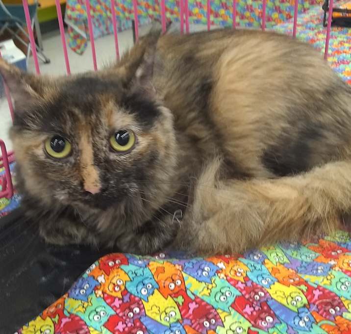 Photo of Lulu