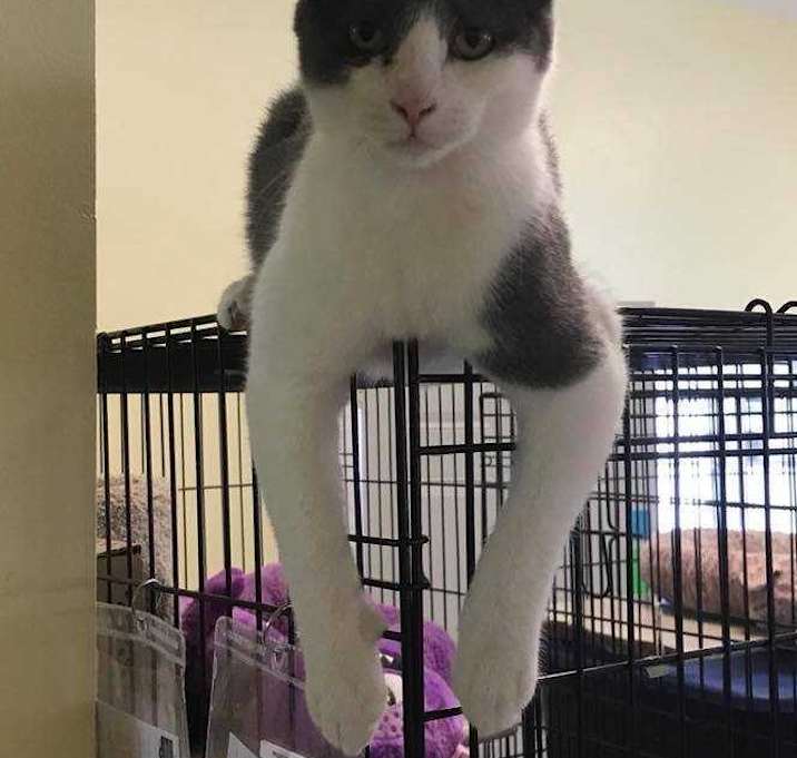 Photo of Gato
