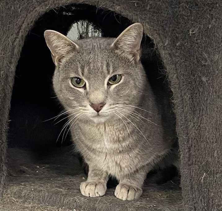 Photo of Fievel
