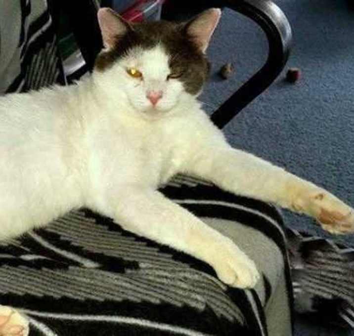Photo of Butch