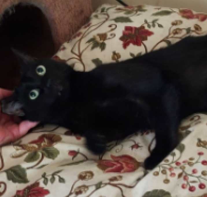 Photo of Dozer