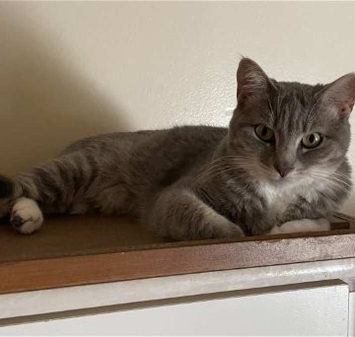 Photo of Puma