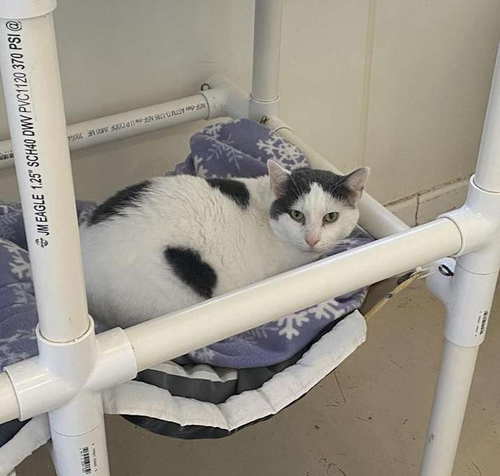 Photo of Spot