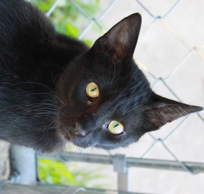 Photo of Henry