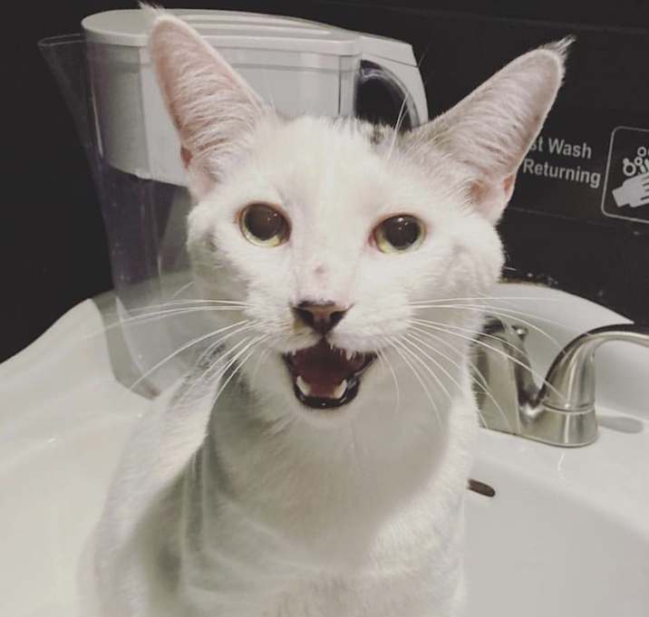 Photo of Atlas (bonded to Basil)