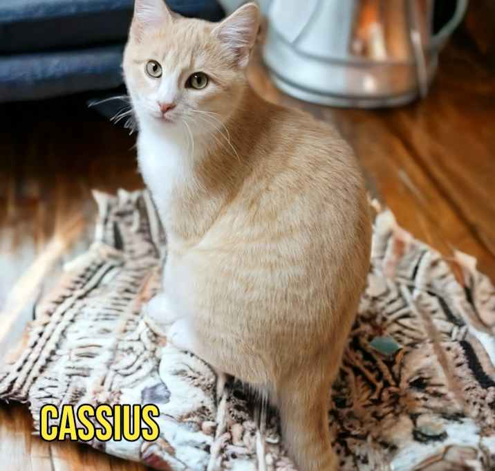 Photo of Cassius