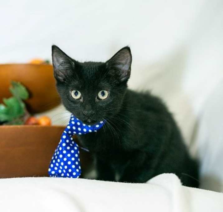 Photo of Persimmon