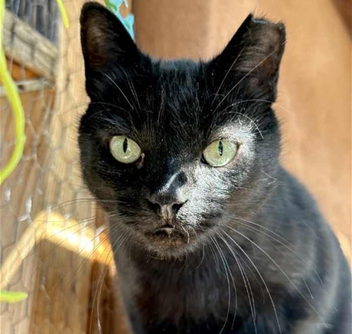 Photo of Wacko (El Medio 3)