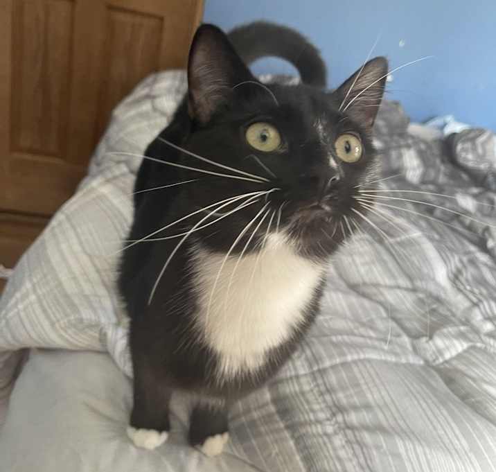Photo of Zorro