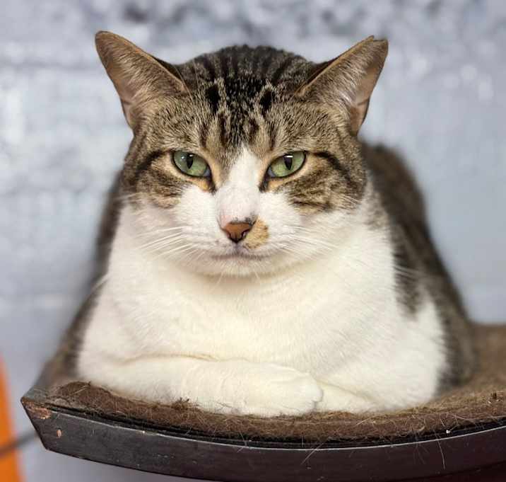 Photo of Tulip